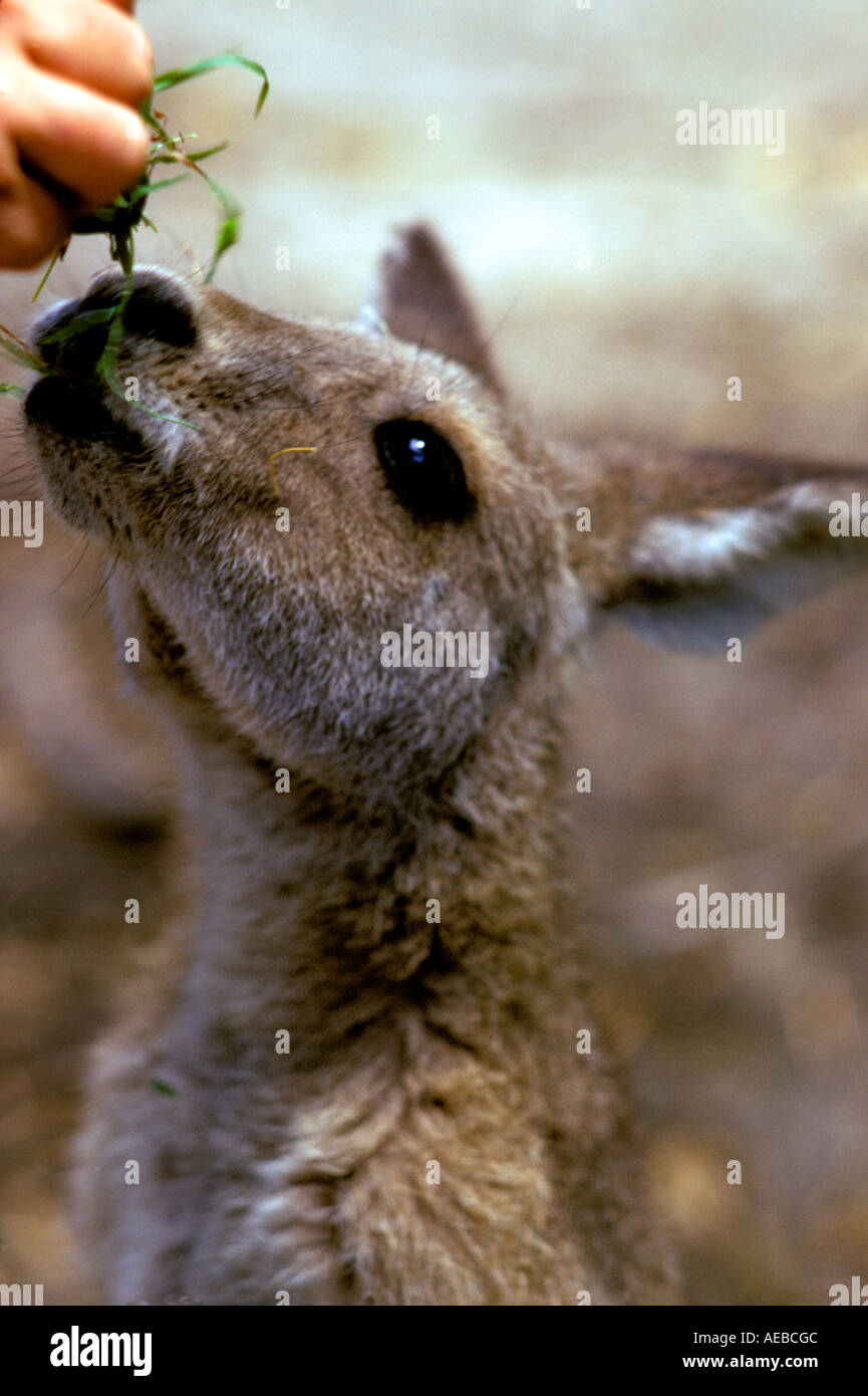 Close up Kangaroo Waratah Park Kuringai Chase National Park Sydney NSW