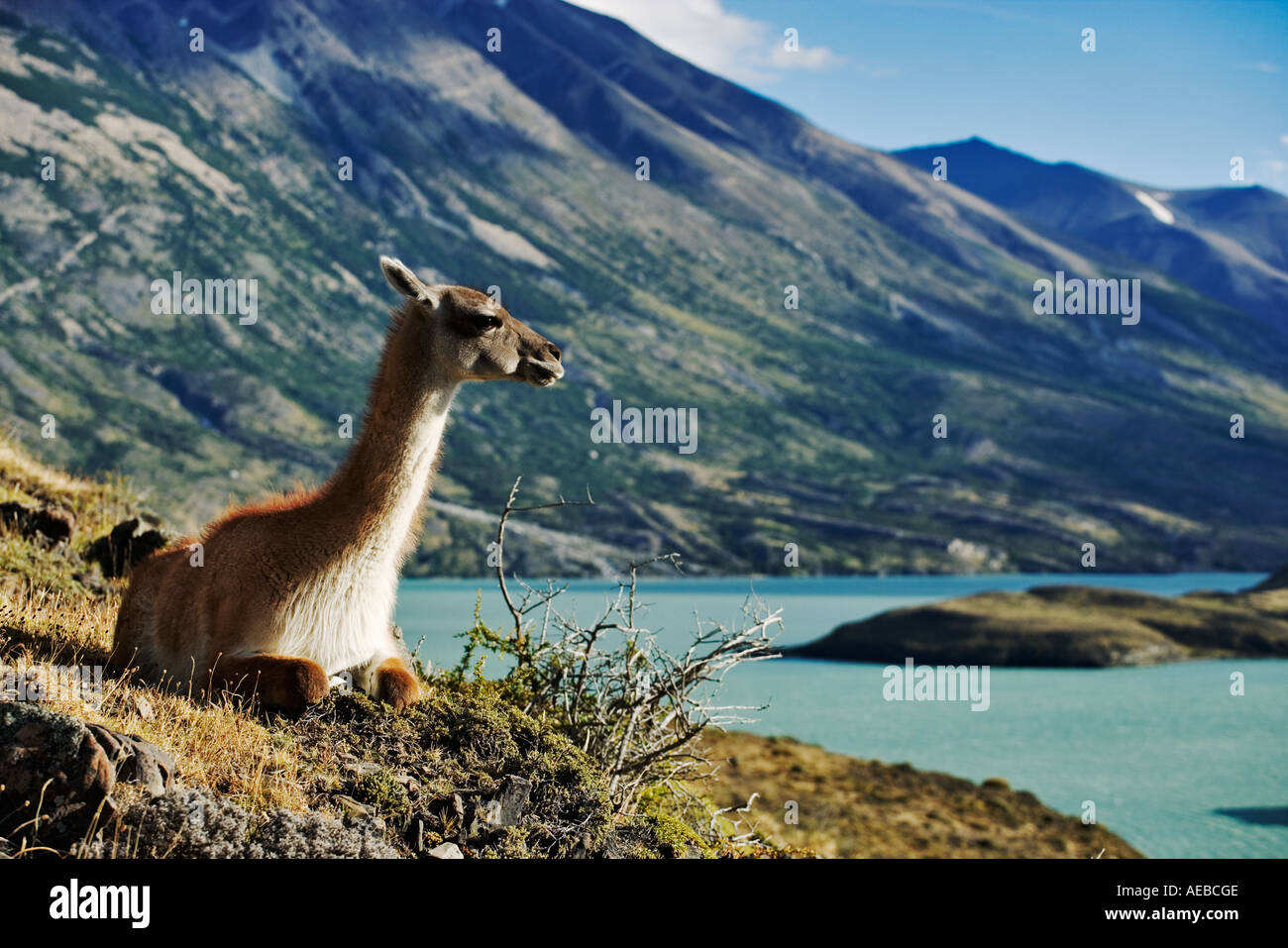 Guanaco (Lama guanicoe) Torres del Paine National Park Chile Dist South America Stock Photo