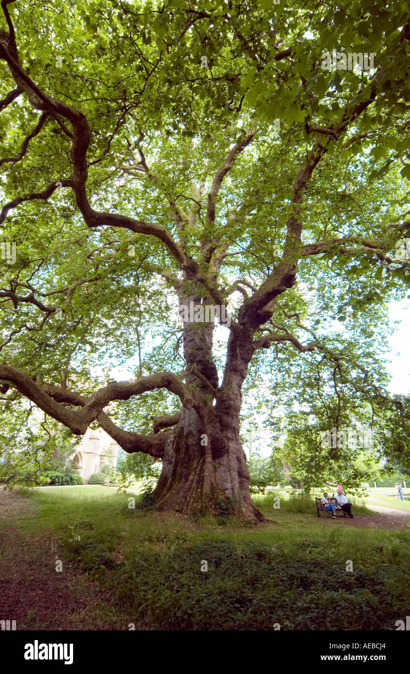 The Mottisfont Plane tree platanus x hispanica Model release Mr Mrs
