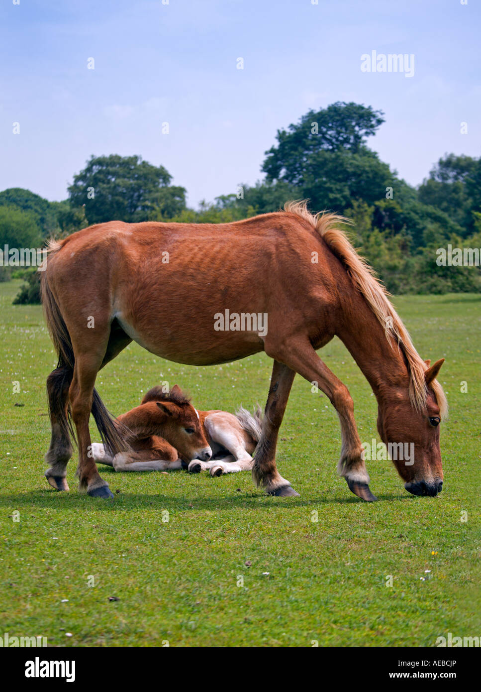 New Forest Pony Mare and Foal, Hampshire, England Stock Photo