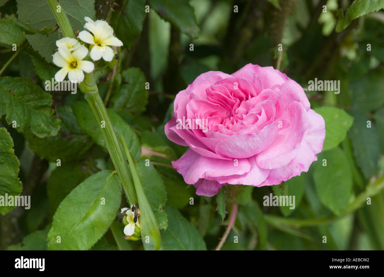 Rosa Gloire des Mousseux Bermuda form photographed in the gardens of Mottisfont Abbey Hampshire Stock Photo