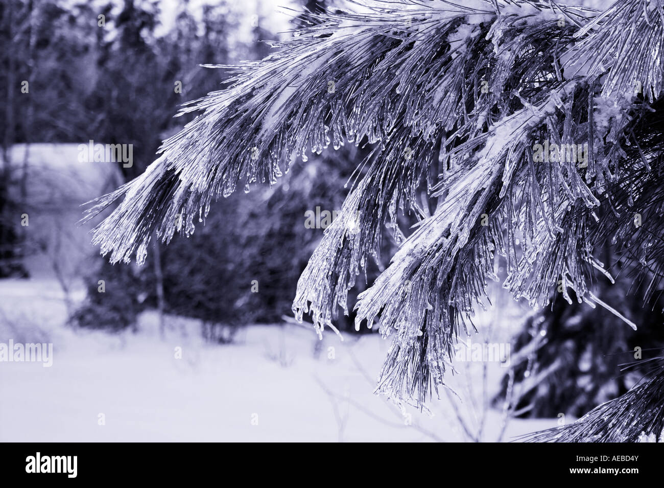 Ice covered pine branch Stock Photo