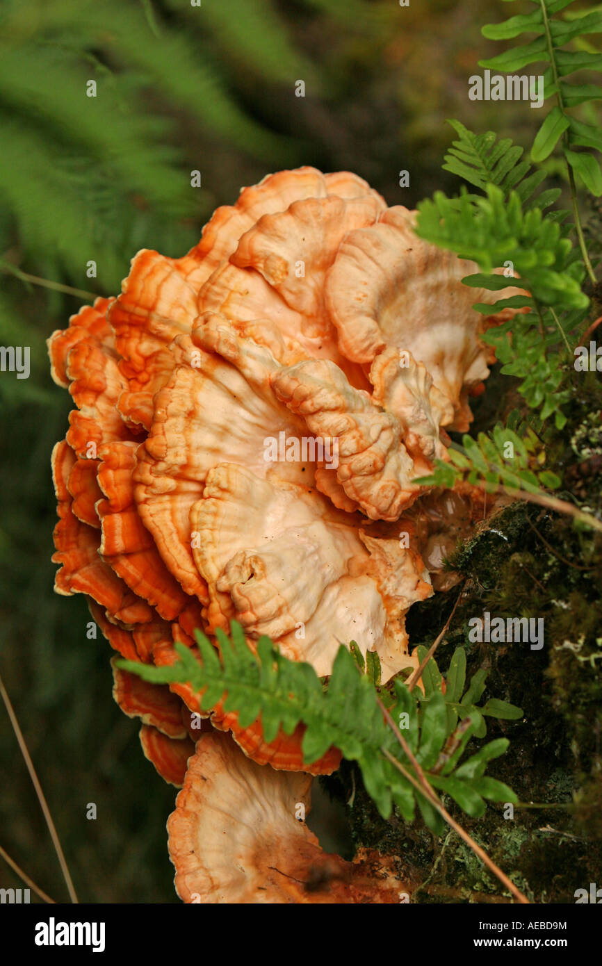 Fungus growing on fallen tree Stock Photo - Alamy