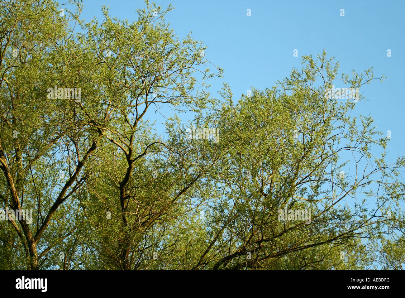 crown of a tree Stock Photo Alamy