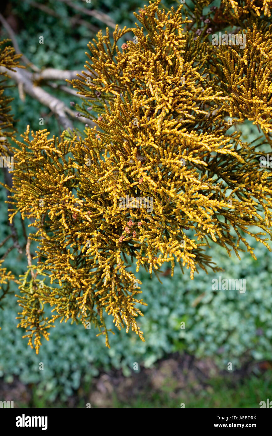 Close up of the late summer foliage of (Cypress) Chamaecyparis thyoides Stock Photo