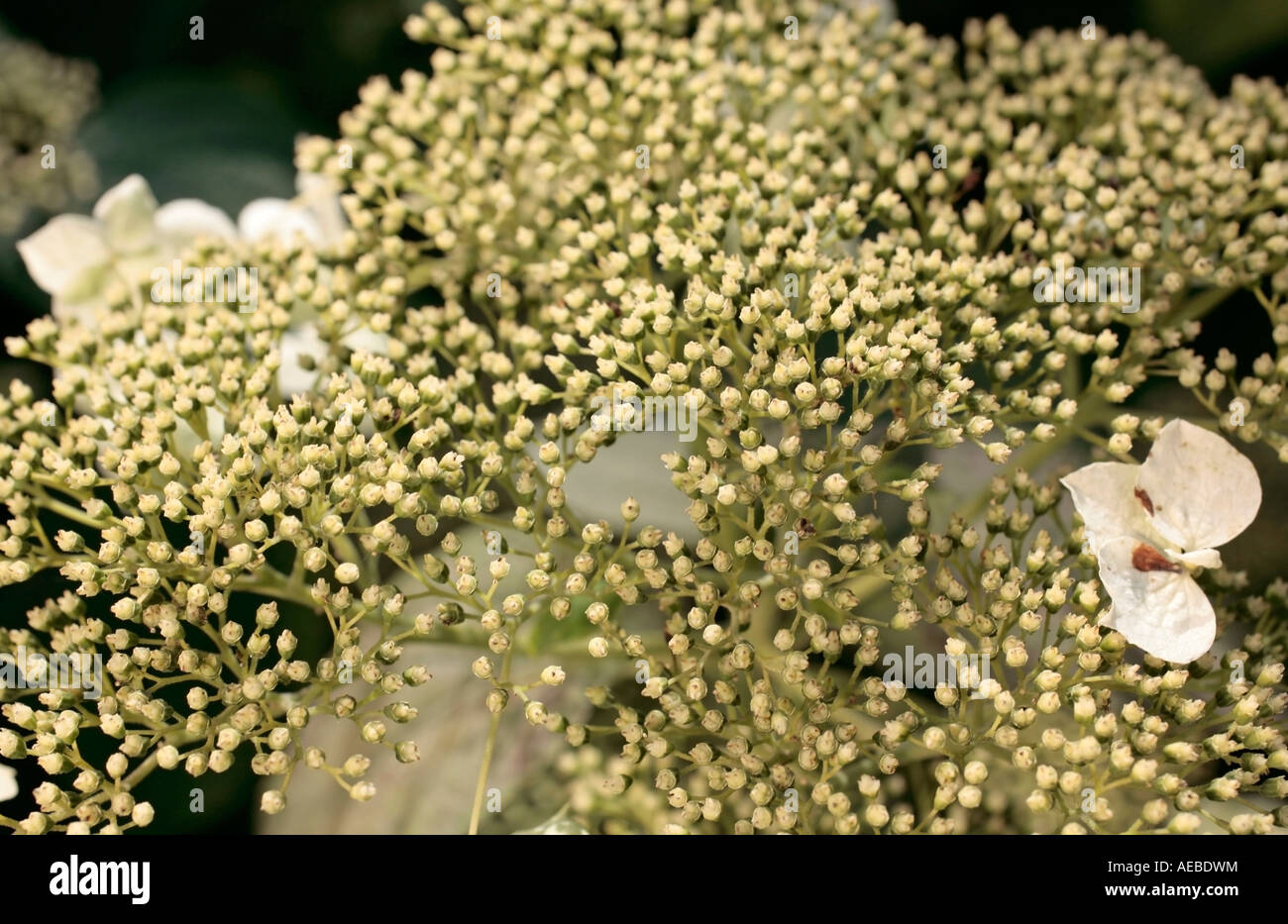 A close up of a White Panicled Hydrangea (Hydrangea paniculata) in ...
