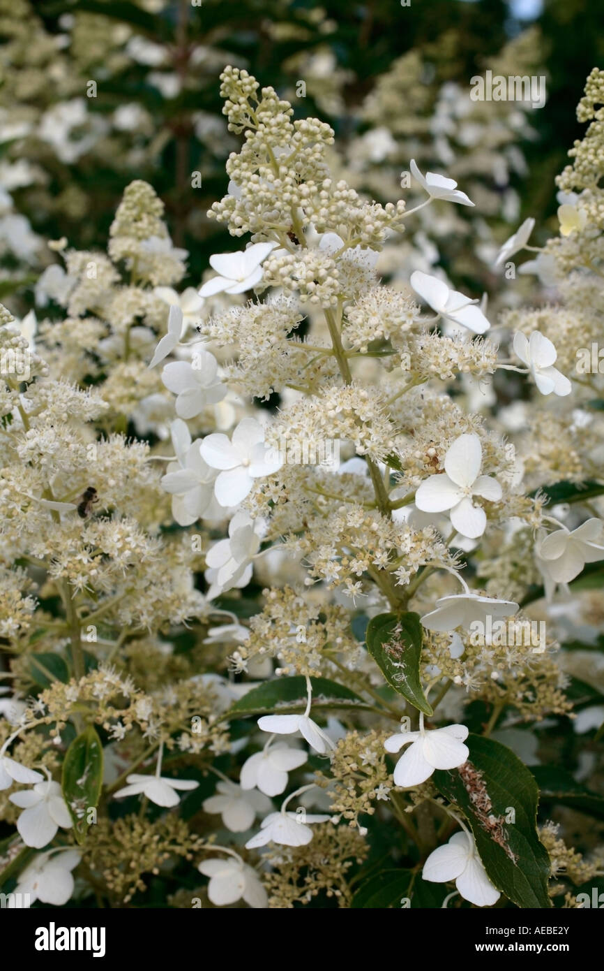 White Panicled Hydrangea (Hydrangea paniculata) in late summer Stock ...