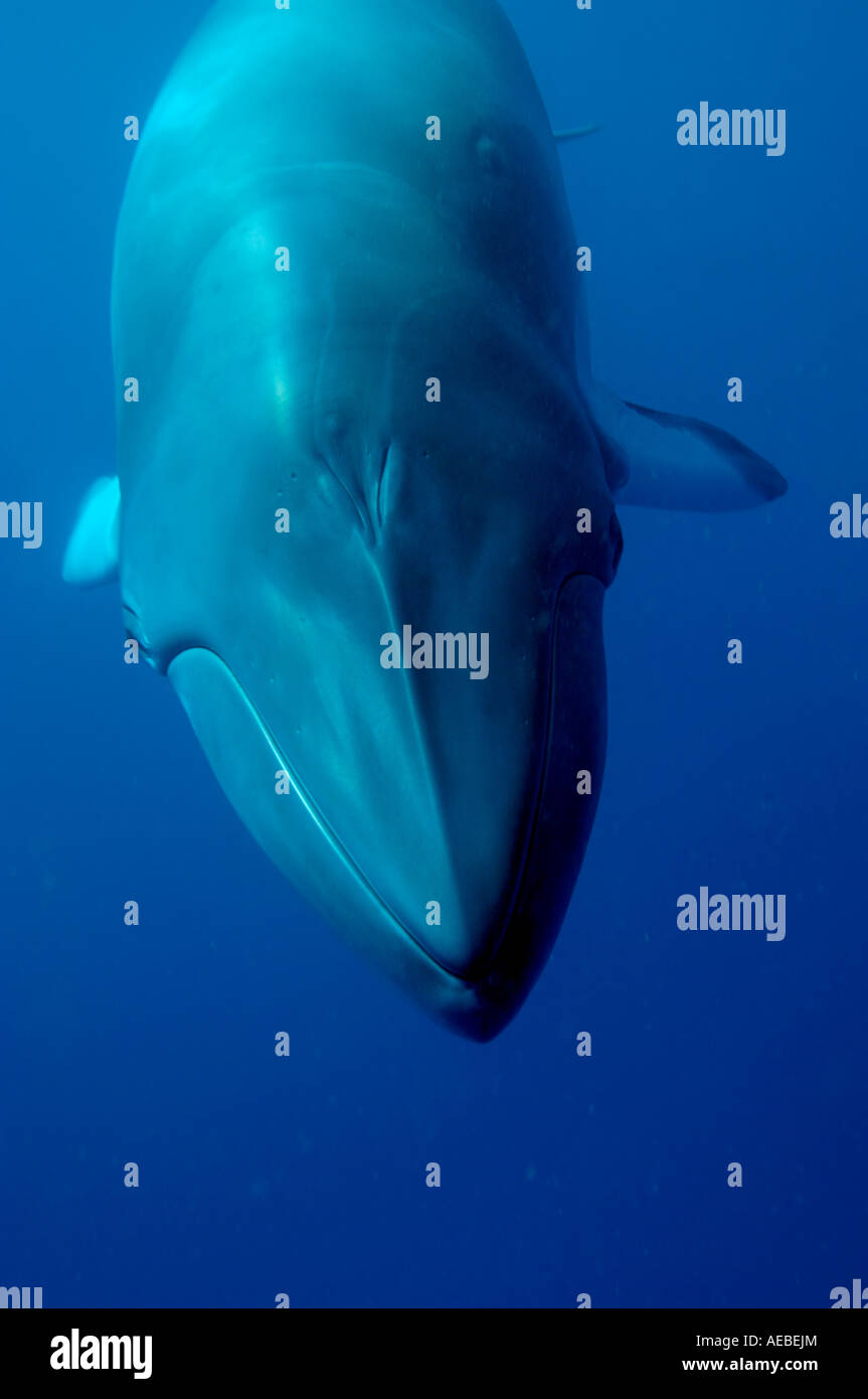 Diving with dwarf minke whale Australia Great Barrier Reef Stock Photo