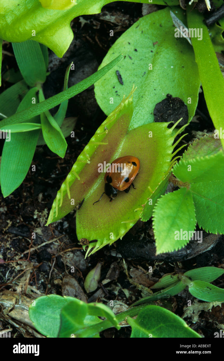 Fly trapped in venus flytrap hires stock photography and images Alamy