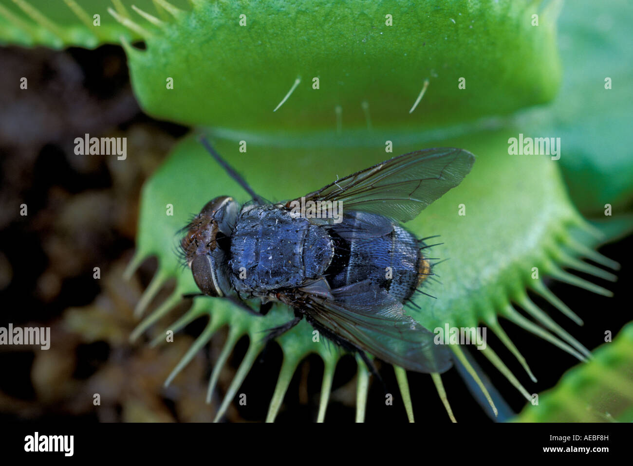 https://c8.alamy.com/comp/AEBF8H/venus-flytrap-dionaea-muscipula-and-housefly-in-trap-southeastern-AEBF8H.jpg
