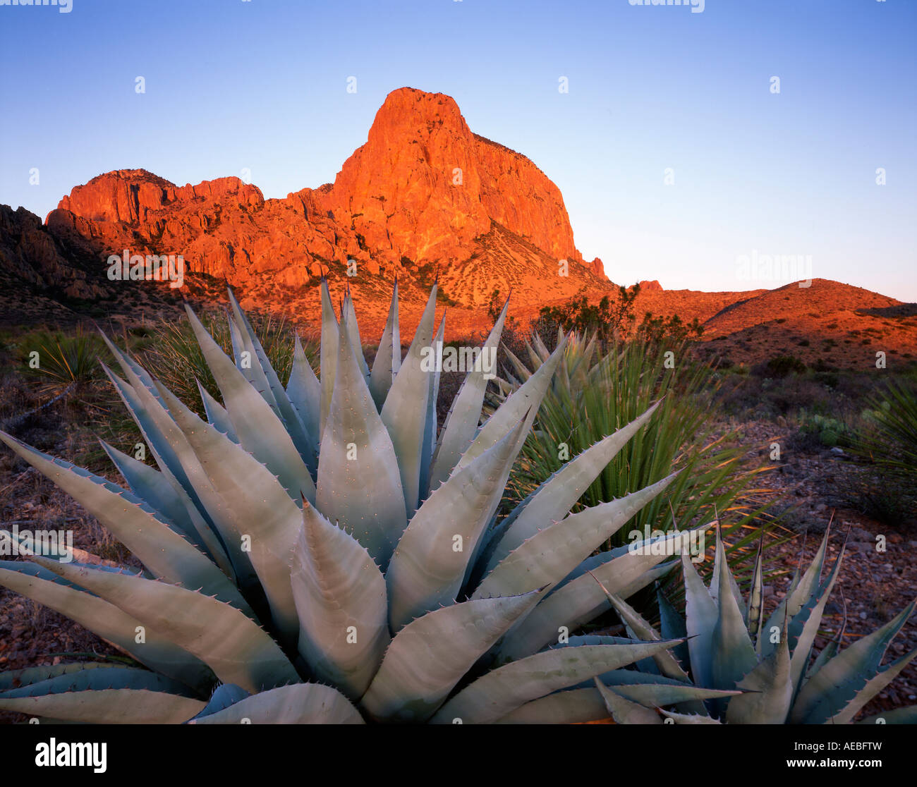 Big Bend National Park Agave Plant Texas USA, by Gary A Nelson/Dembinsky Photo Assoc Stock Photo