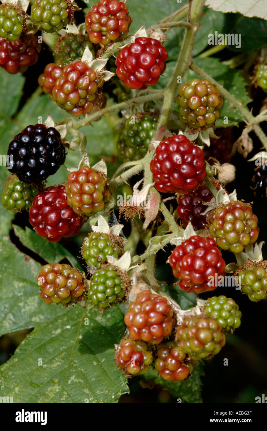 Ripening blackberries Stock Photo
