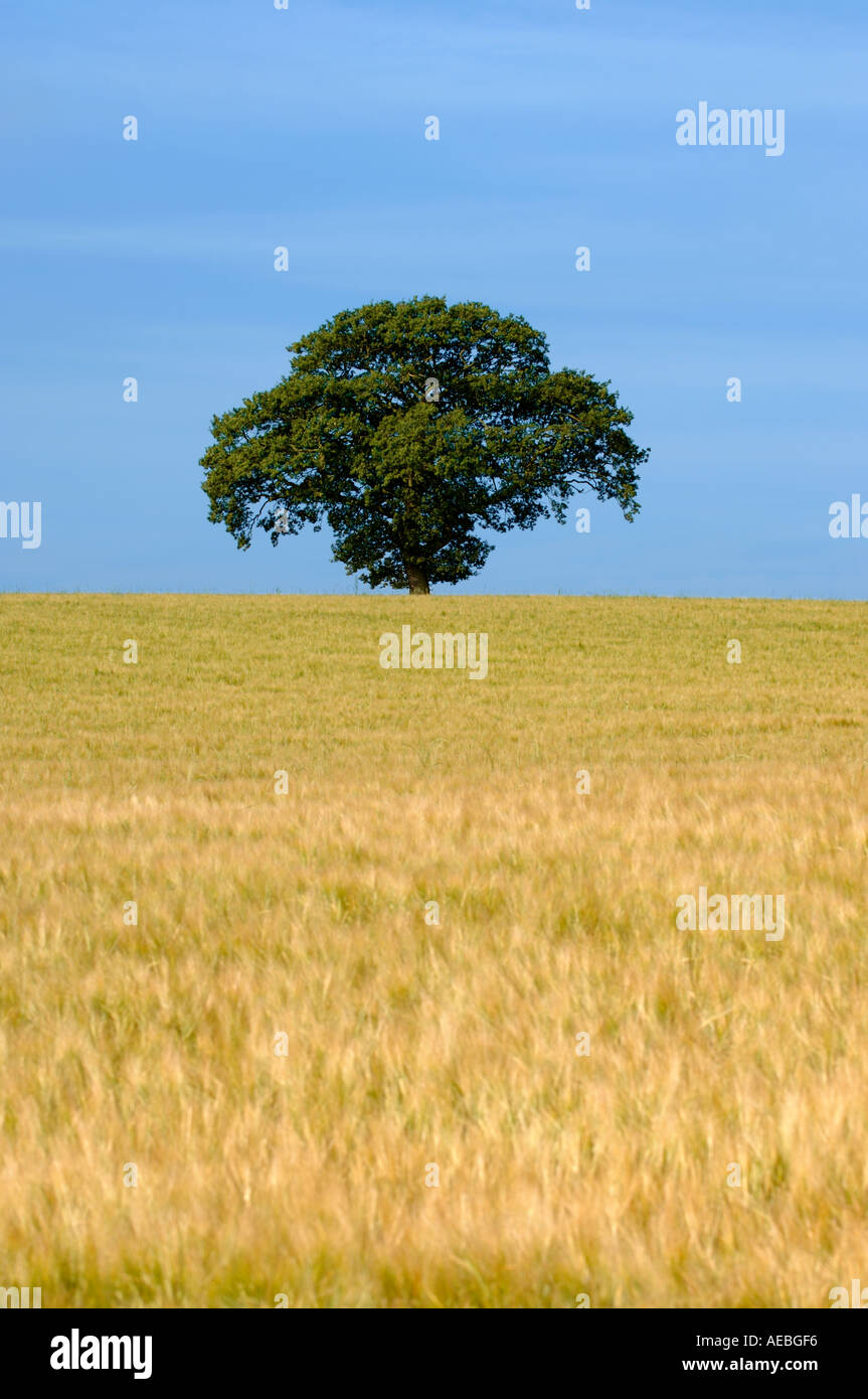 Common Oak tree in a wheat field Stock Photo