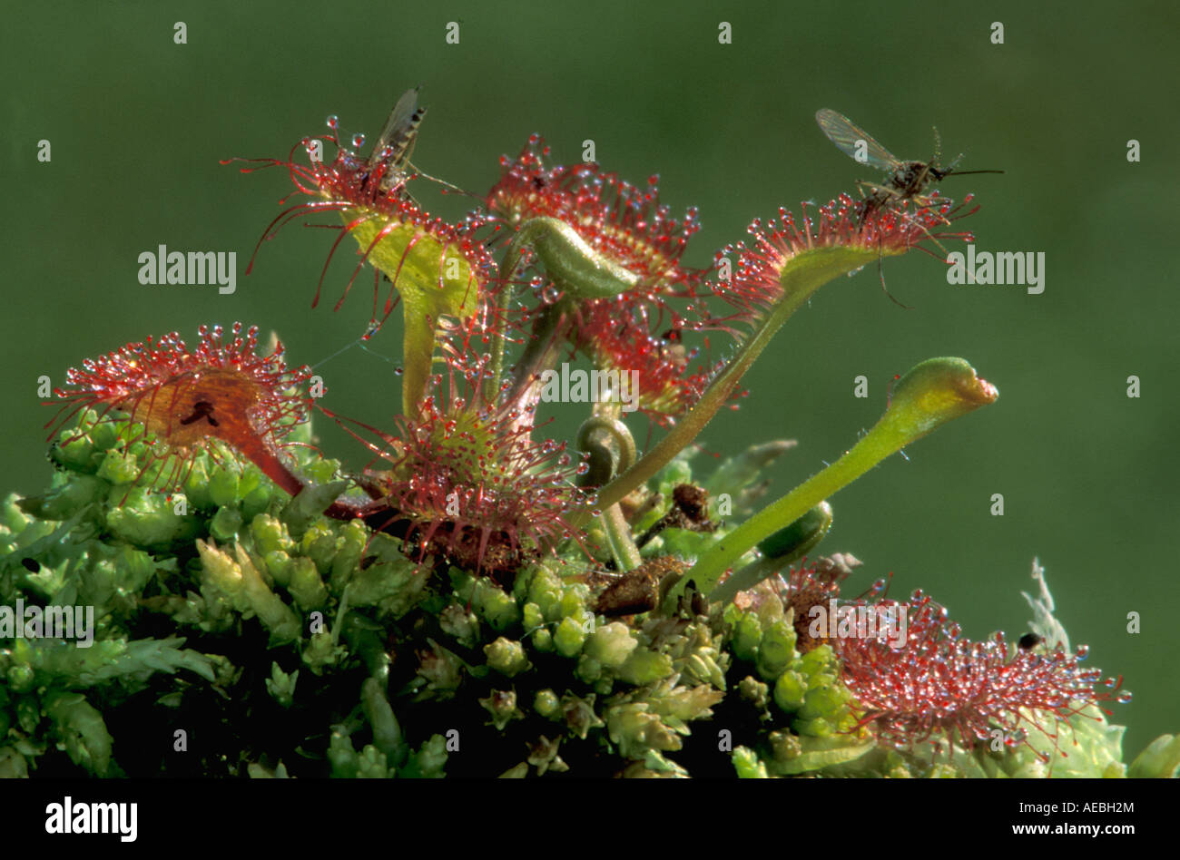 Round-leaved Sundew with insect Drosera rotundifolia with trapped insects   North America Stock Photo