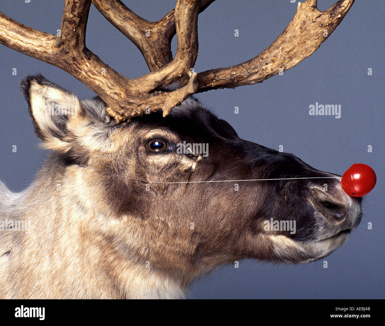 Reindeer picture by Paddy McGuinness Stock Photo