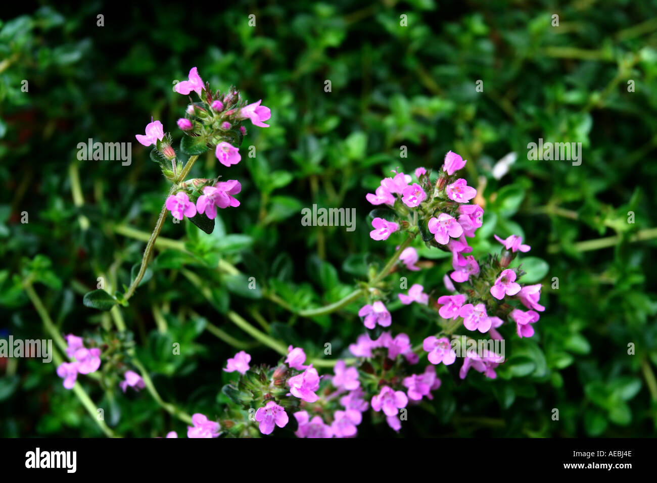 Still life wild flowers hi-res stock photography and images - Alamy