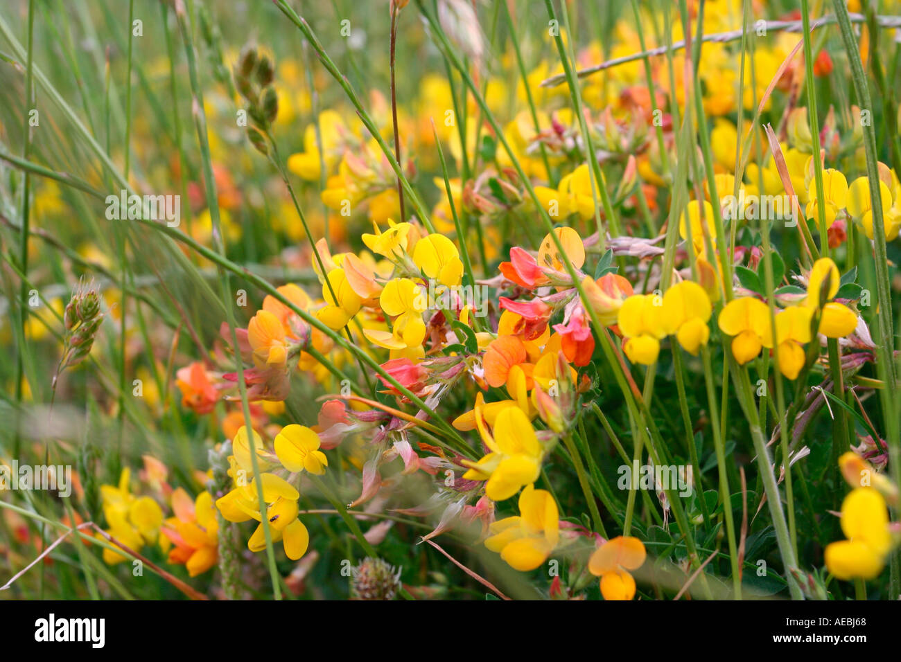 English countryside flowers hi-res stock photography and images - Alamy