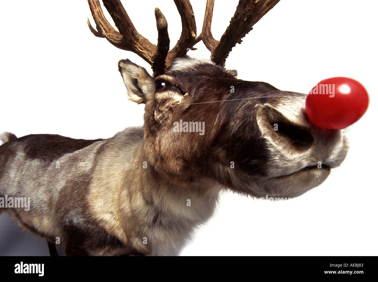 Reindeer picture by Paddy McGuinness Stock Photo