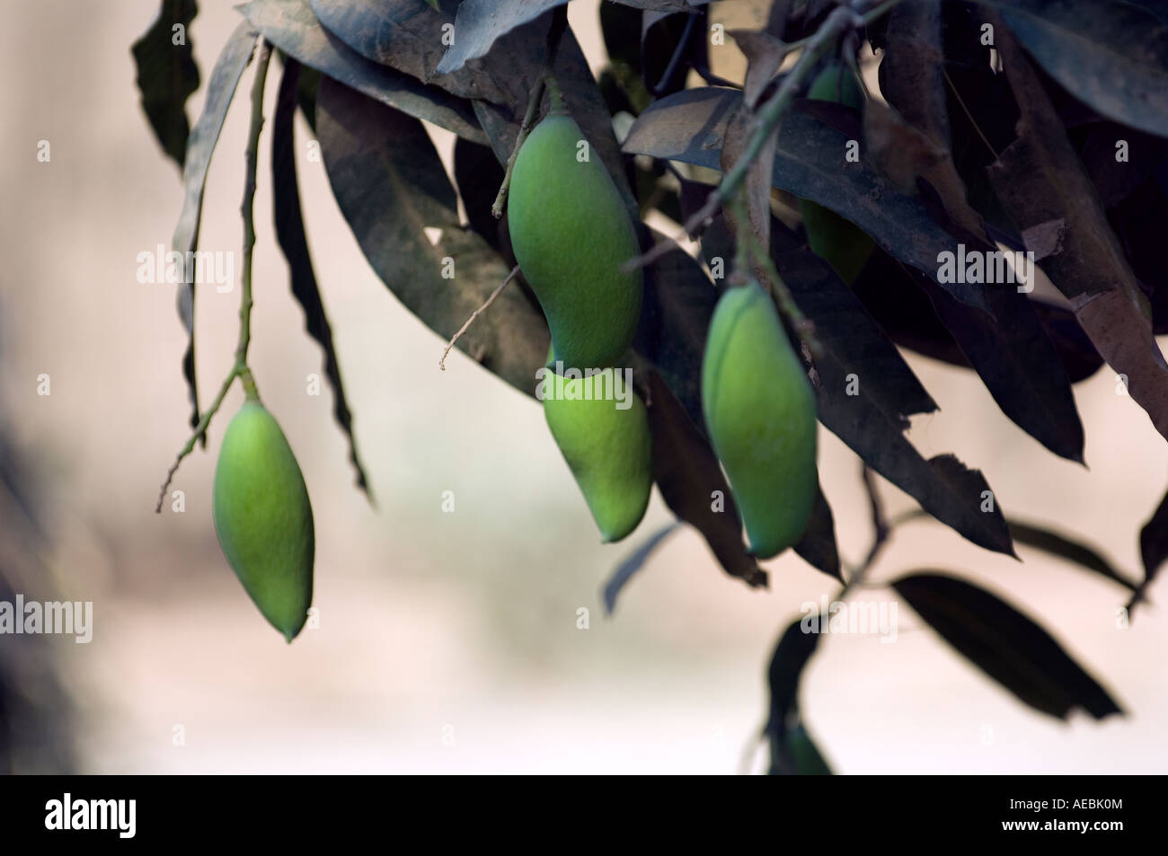 Baby common mangoes Stock Photo Alamy