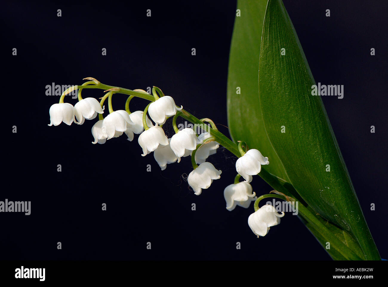 A single stem of Lily of the Valley showing the delicate detail of the little pendant white flowers - Convallaria majalis Stock Photo