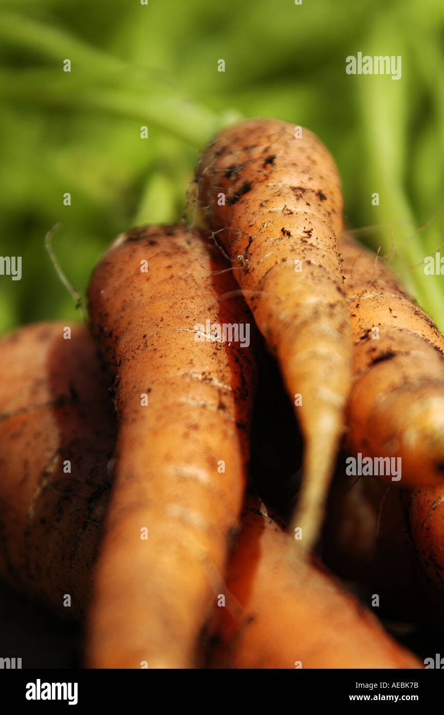 Baby carrots nutrition facts hires stock photography and images Alamy