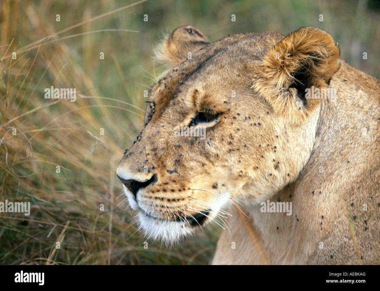 Africa Kenya Masai Mara National Park Lion Stock Photo - Alamy