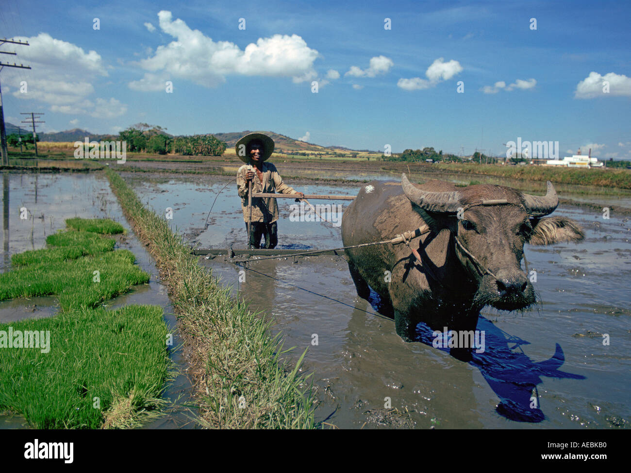 Water Buffalo at work Laguna Phillipines Stock Photo