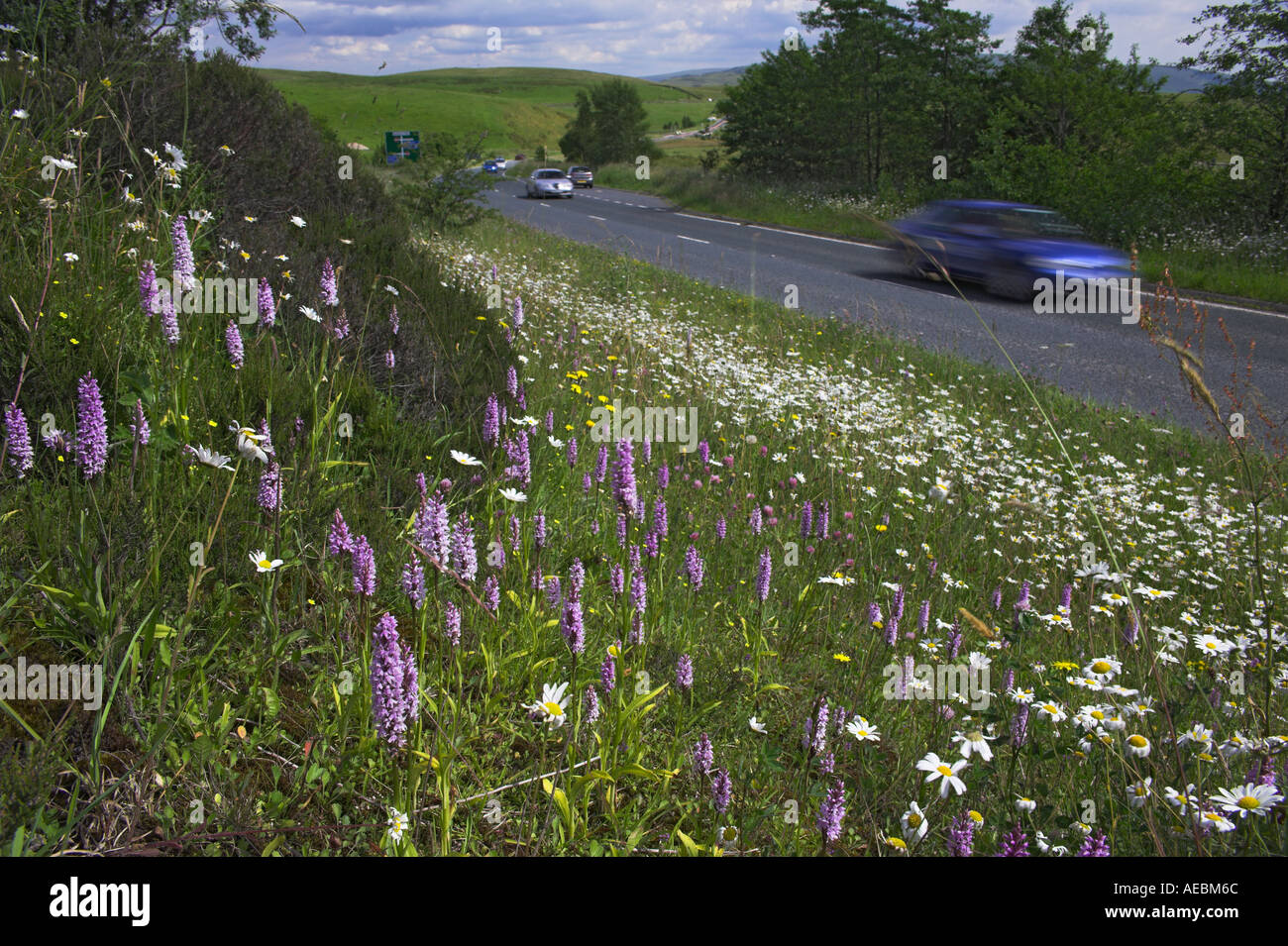 Wildflowers growing on roadside hi-res stock photography and images - Alamy