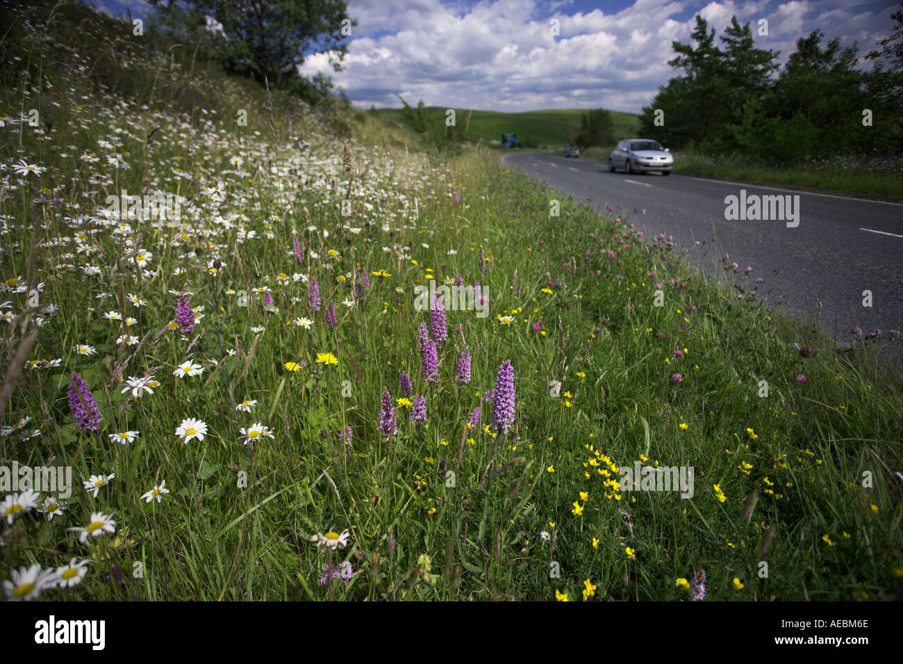 Wildflowers growing on roadside hi-res stock photography and images - Alamy