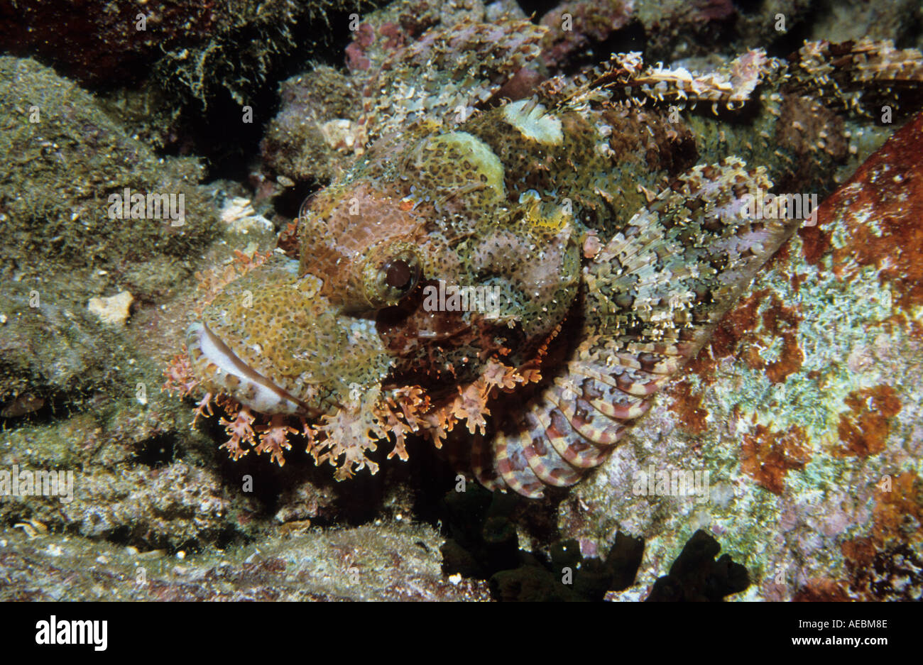 Tasselled Scorpionfish Scorpaenopsis oxycephalus changes colour to blend in with the background Sanganeb Reef Sudan Red Sea Indi Stock Photo