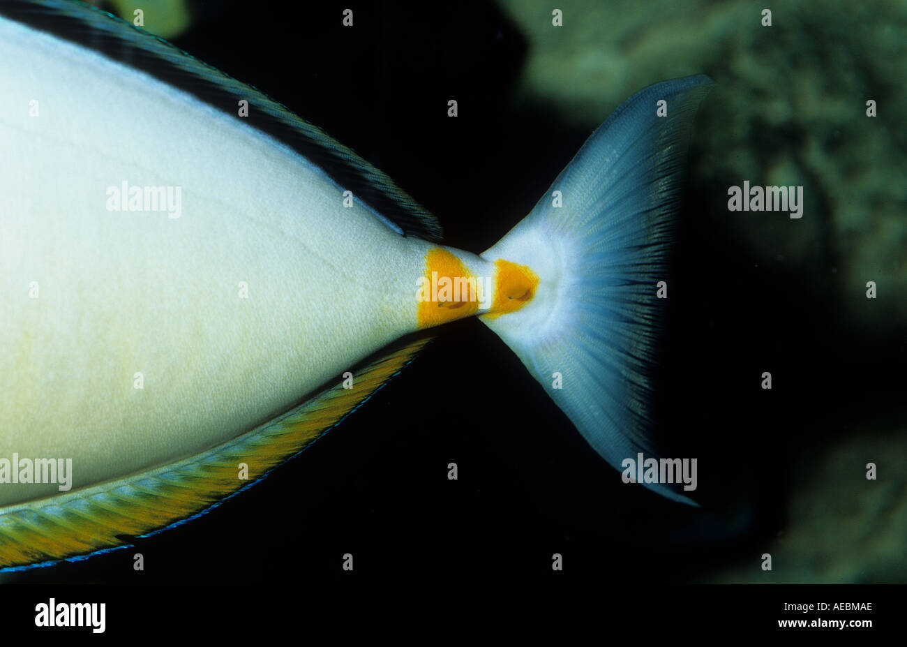 Orangespine Unicornfish Naso lituratus also called Lipstick Tang with close up of the sharp scalpels for defence by the tail Phi Stock Photo