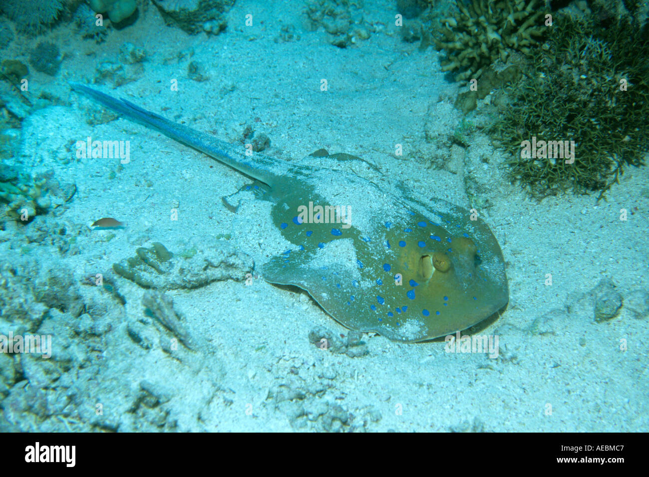 Bluespotted Ribbontail Ray Taeniura lymma buries itself in the sand to blend in with the background Sanganeb Reef Sudan Red Sea Stock Photo