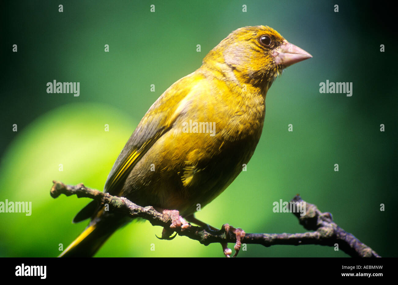 Green finch Stock Photo