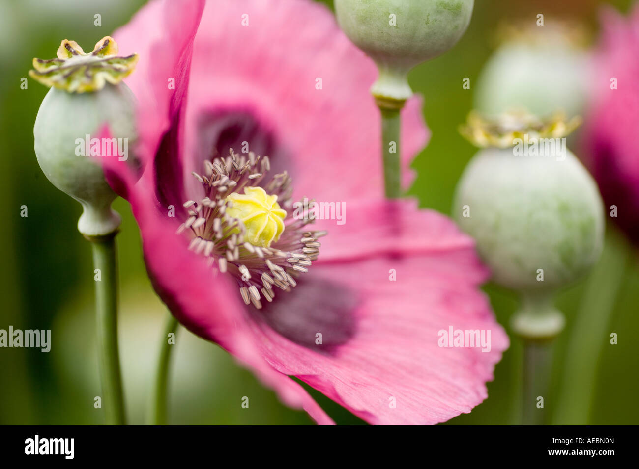 Summer flowers and seed heads of Opium Poppy Papaver somniferum Papaveraceae Scotland UK Stock Photo