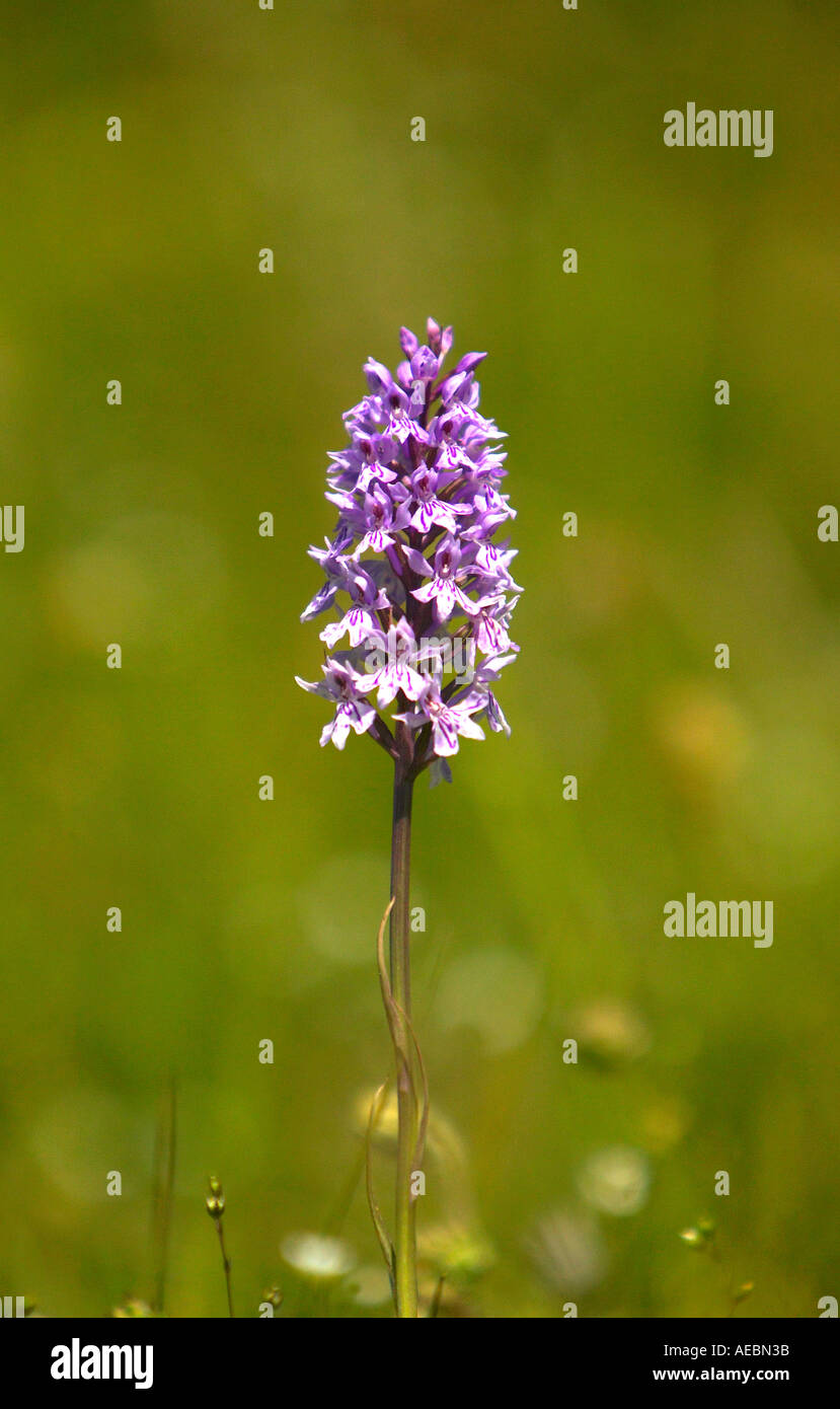 Common Spotted Orchid (Dactylorhiza fuchsii) growing at Noar Hill Nature Reserve, Hampshire, England Stock Photo