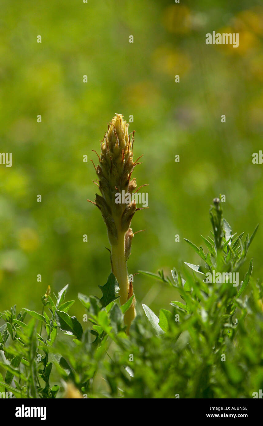 Knapweed Broomrape (Orobanche elatior) in bloom on chalk downland at Noar Hill Nature Reserve, Hampshire, England Stock Photo