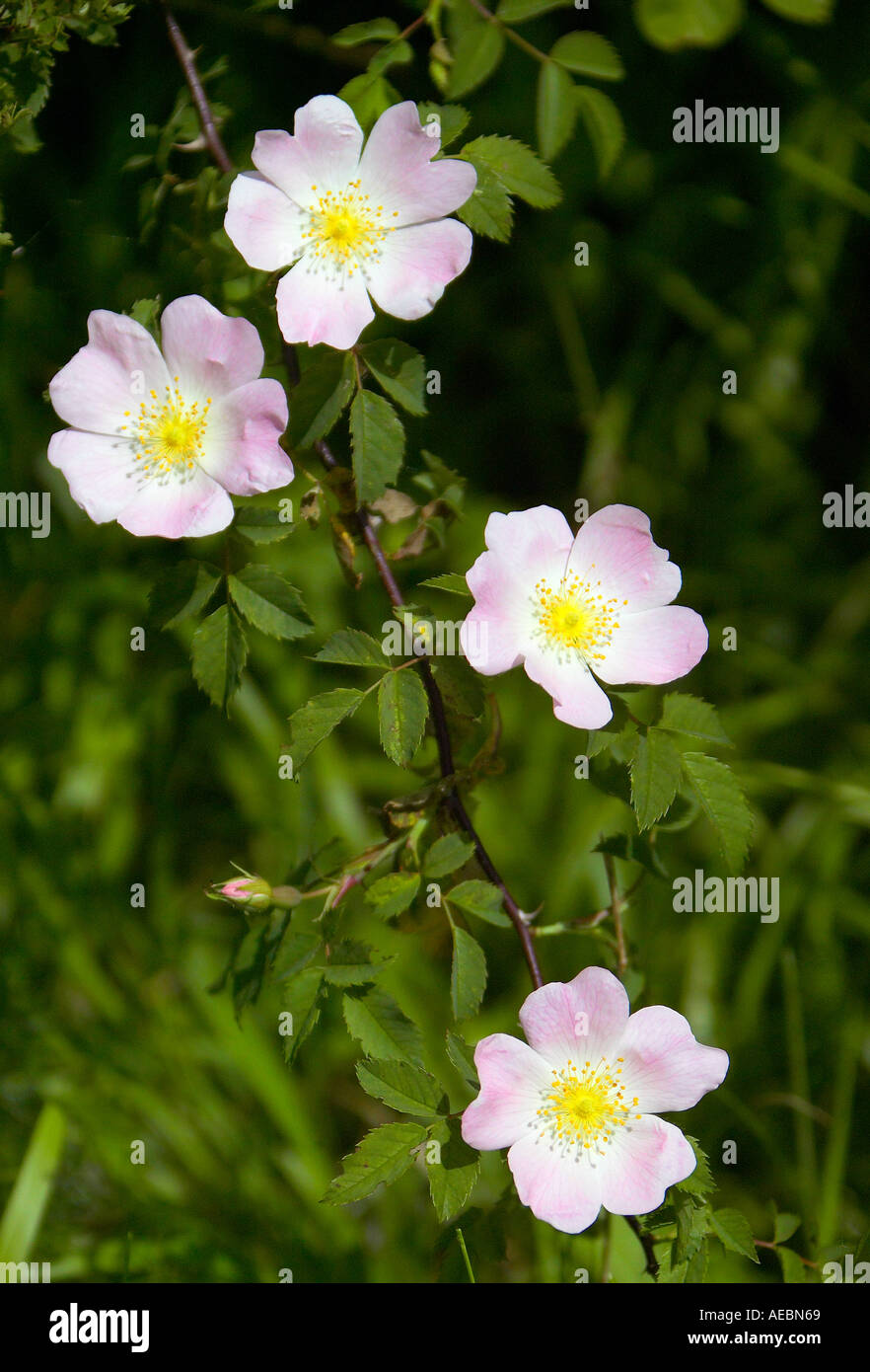 Pink edged Dog Roses (Rosa canina) in bloom in the English countryside. Sussex, England. Stock Photo