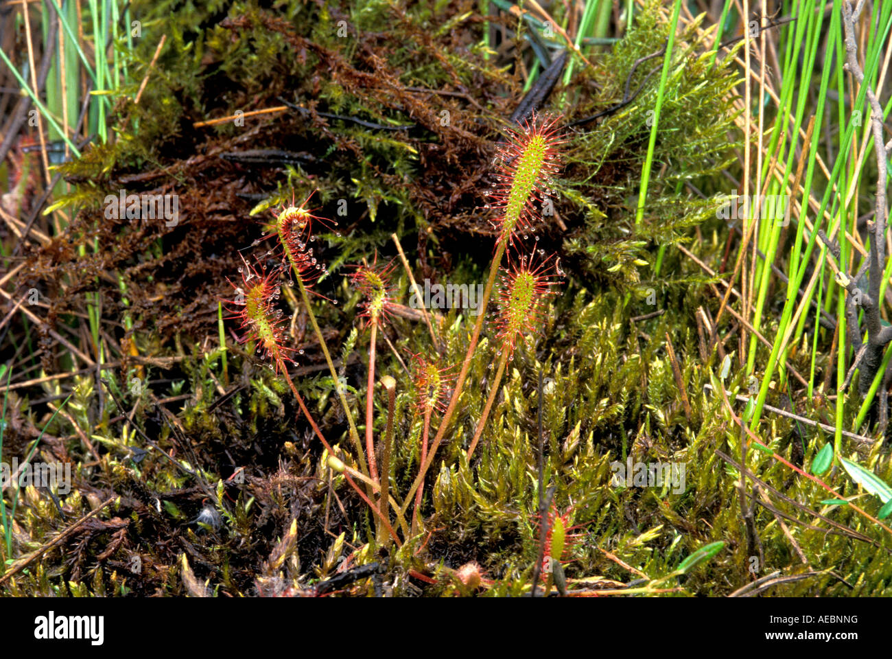 Great or English Sundew Drosera anglica Stock Photo