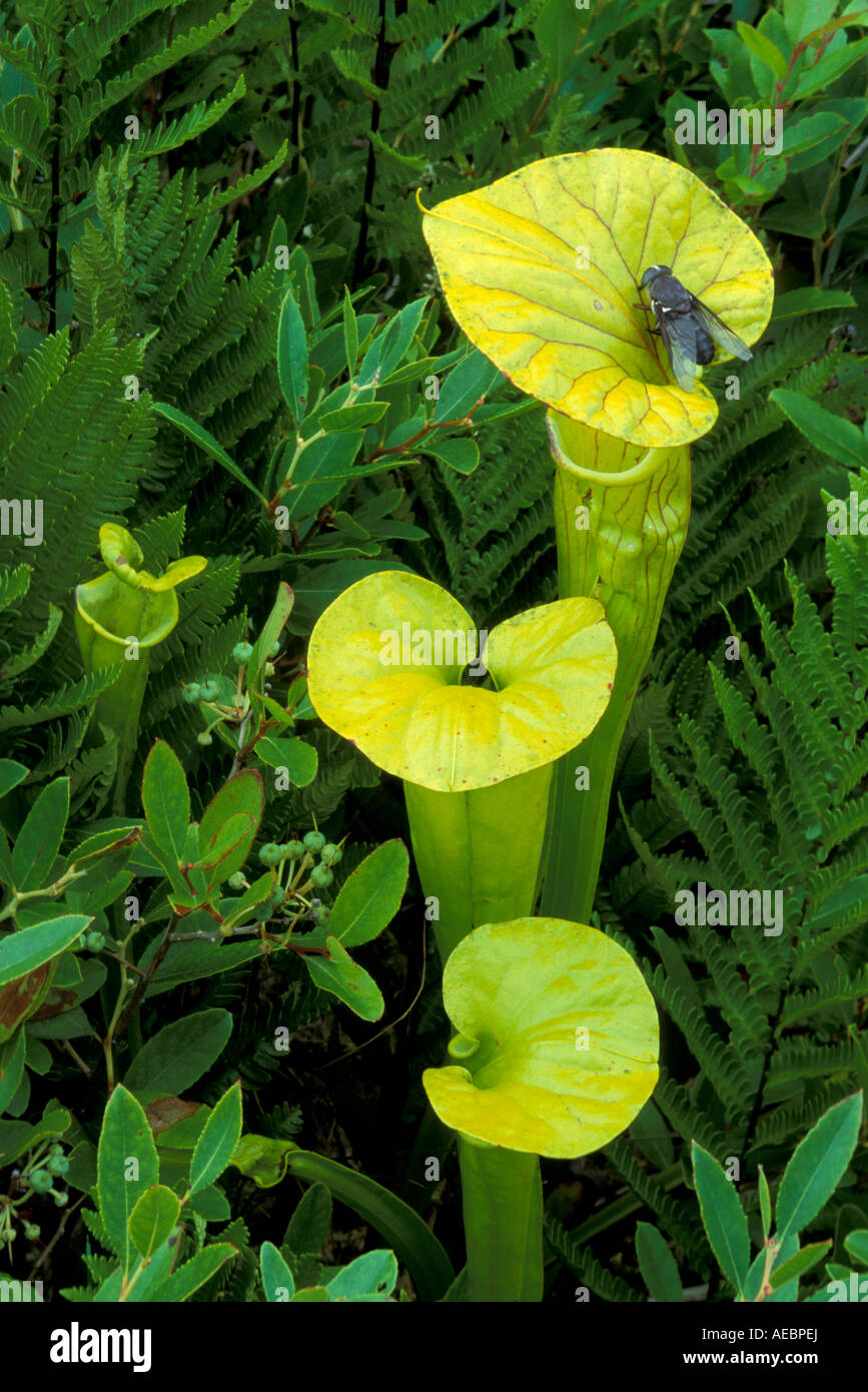 Carnivorous Plant Yellow or Trumpet Pitcher Plants Sarracenia flava  SE USA USA Stock Photo