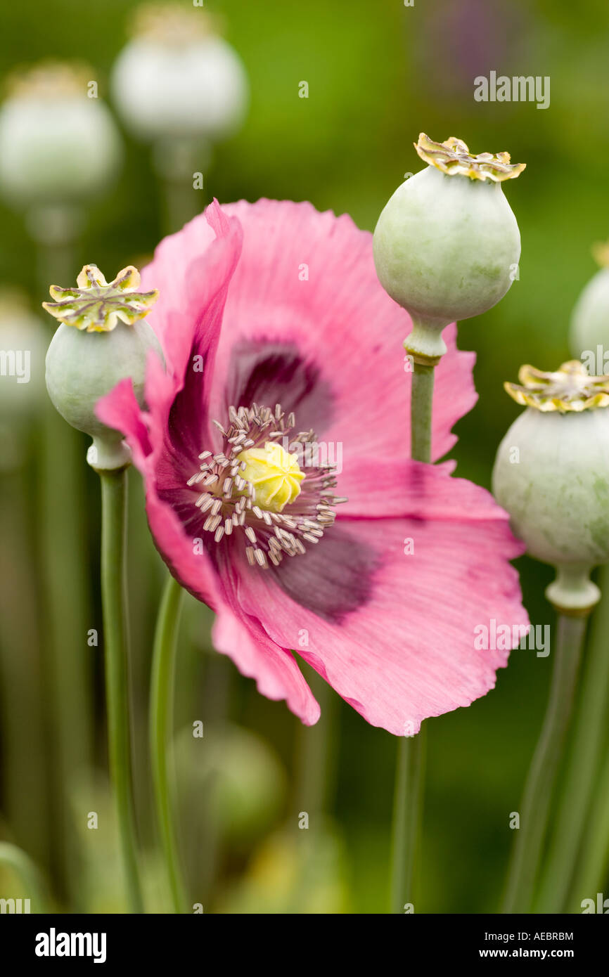 Poppy flowers and seed heads hires stock photography and images Alamy