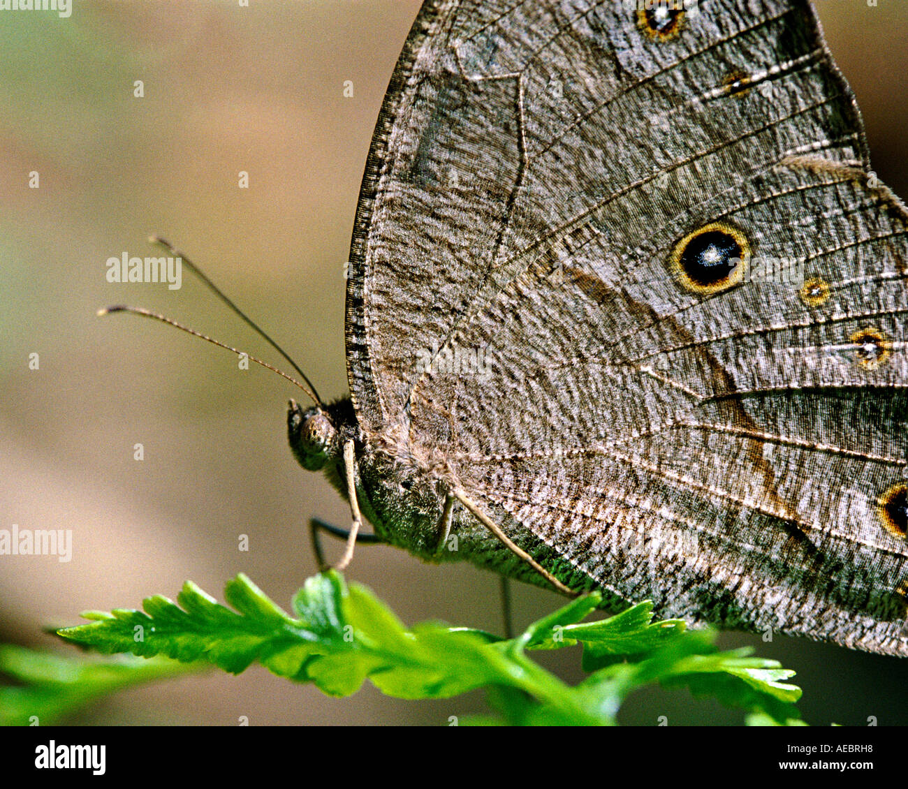 Common evening brown butterfly resting on a leaf Stock Photo Alamy