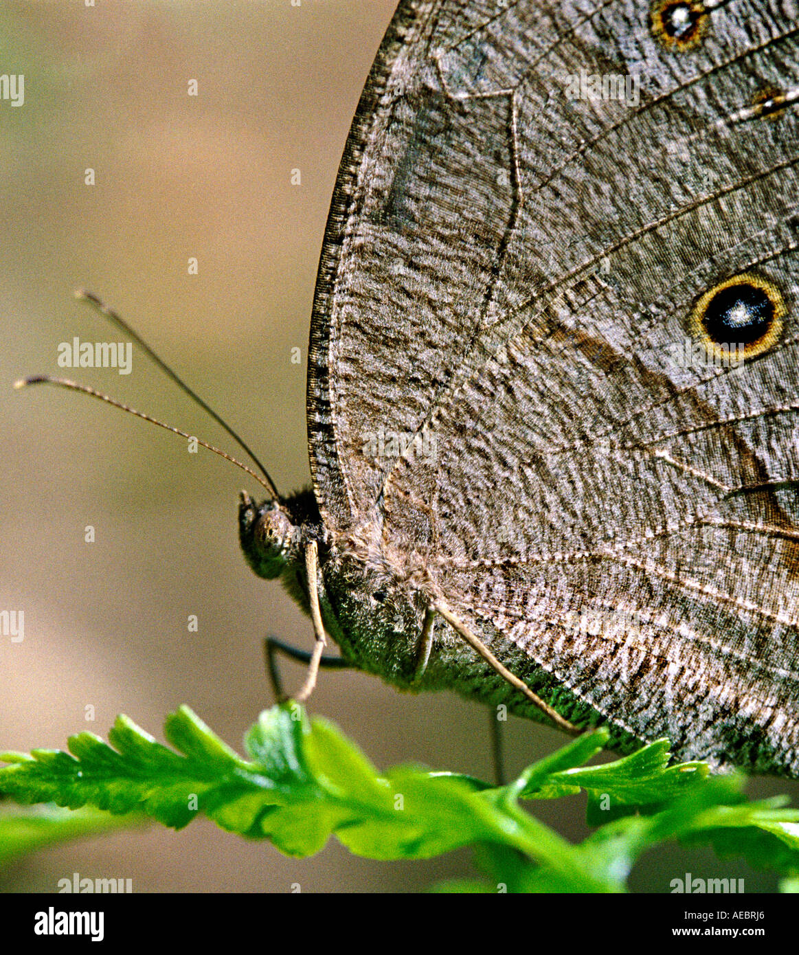 Evening Brown butterfly resting on a leaf Stock Photo
