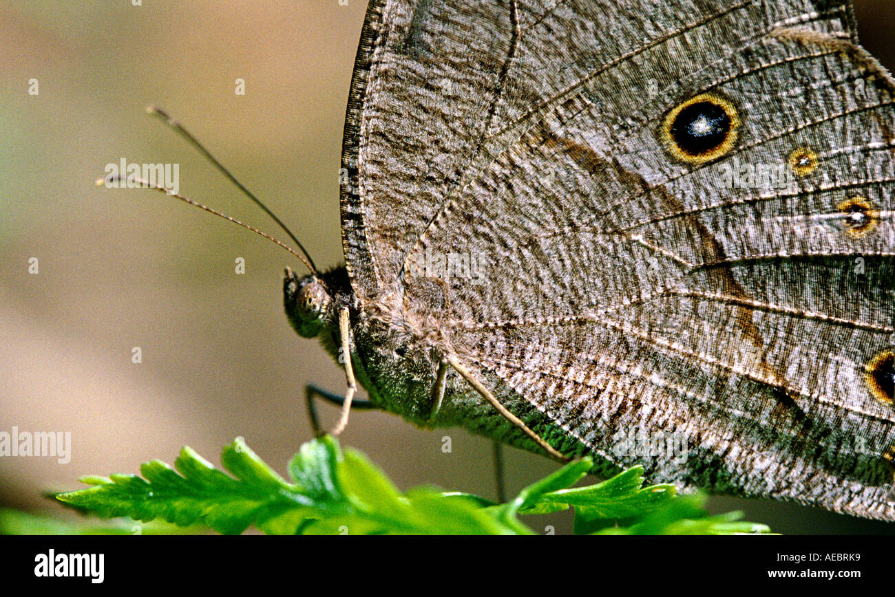 Evening Brown butterfly resting on a leaf Stock Photo