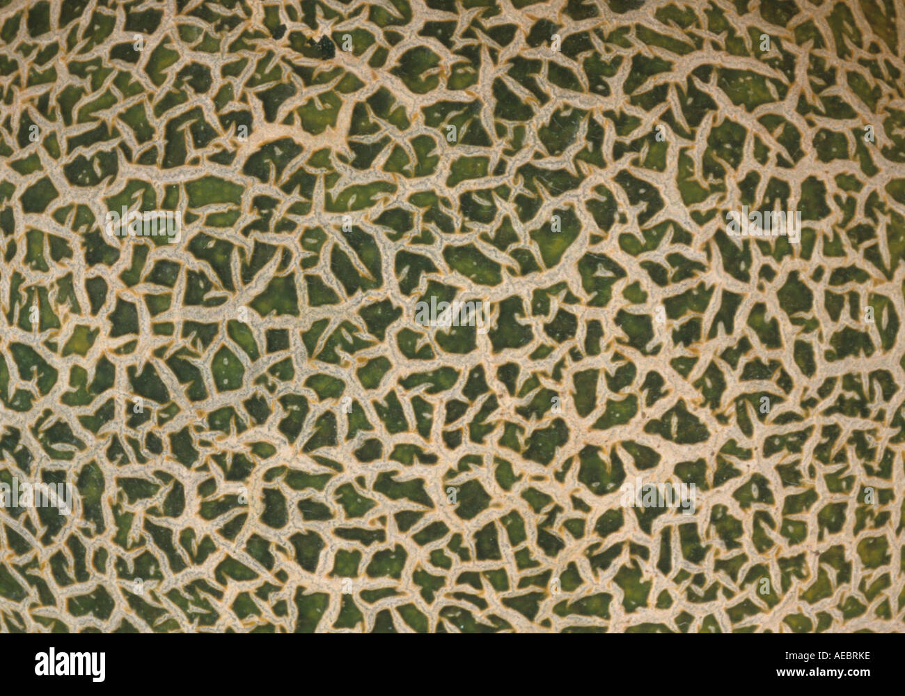 An extreme closeup of Melon Skin Stock Photo Alamy