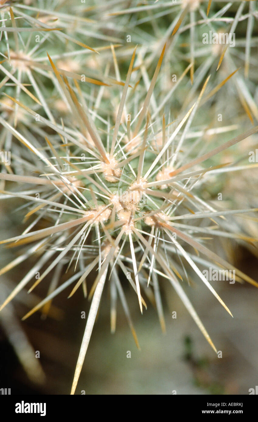cholla cactus joshua tree national monument CA Stock Photo