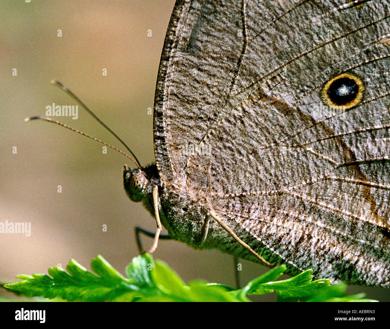Evening Brown butterfly resting on a leaf Stock Photo