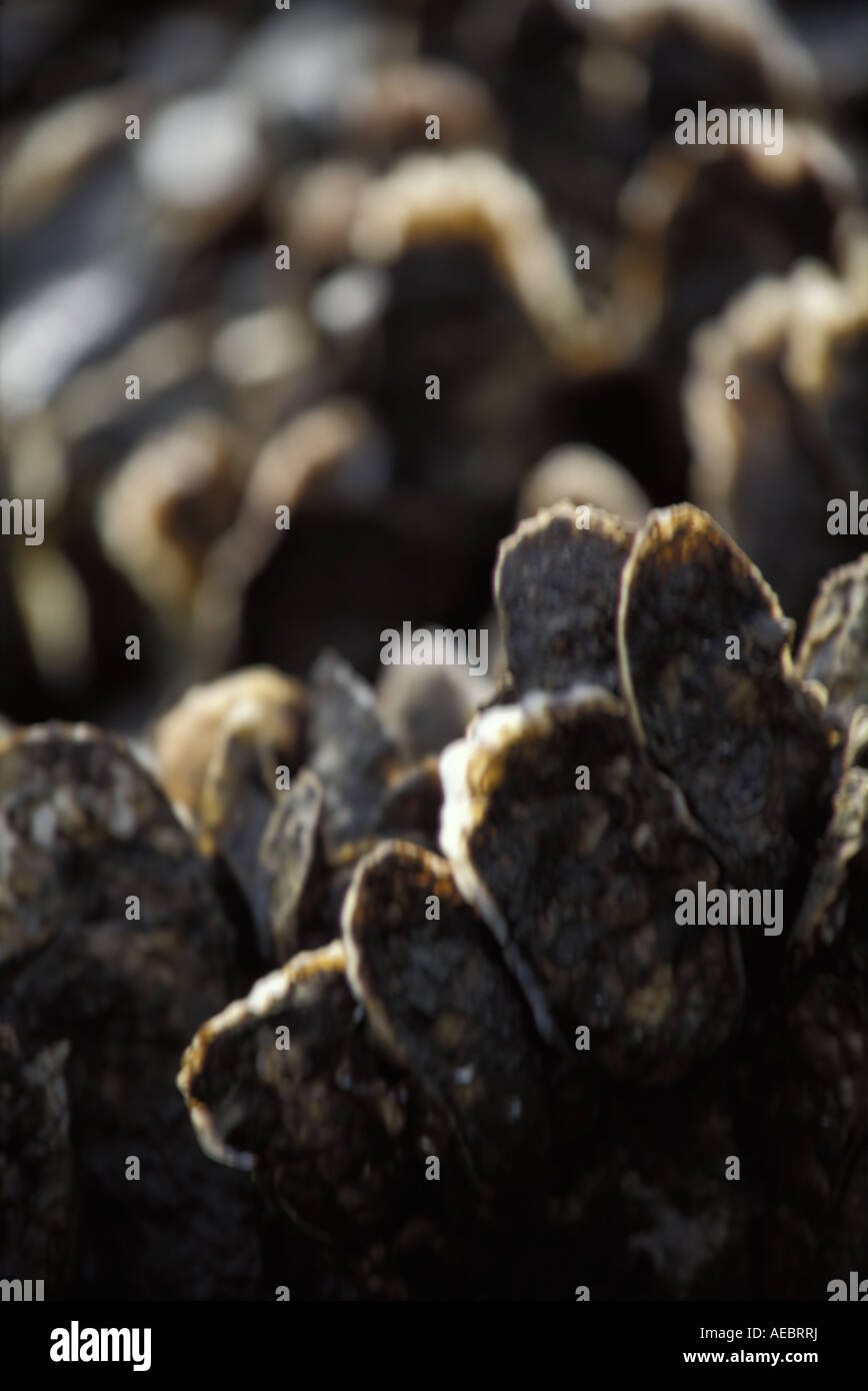 north island SC winyah bay SC oysters Stock Photo Alamy