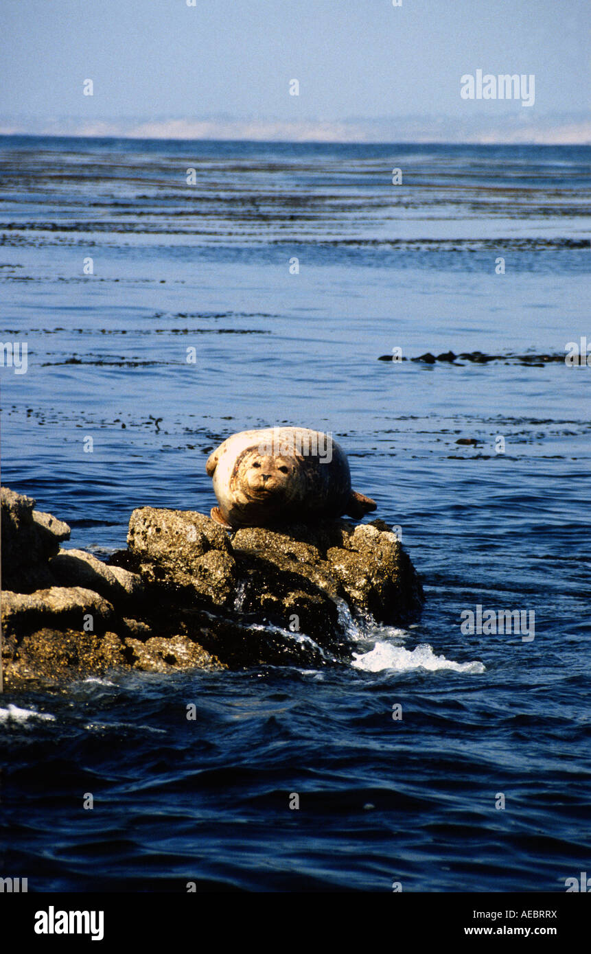 monterey bay national seashore sanctuary seal CA US MM Stock Photo