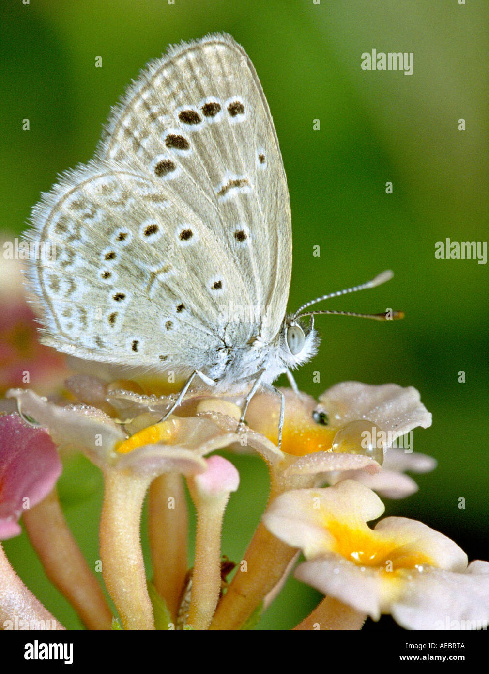 Pale grass blue butterfly hi-res stock photography and images - Alamy
