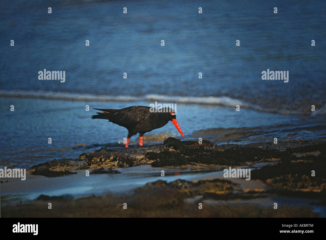 black sea bird red beak probably family recurvirostridae NSW AU BI Stock Photo